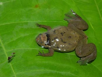 Media type: image;   Herpetology A-148034 Aspect: dorsal